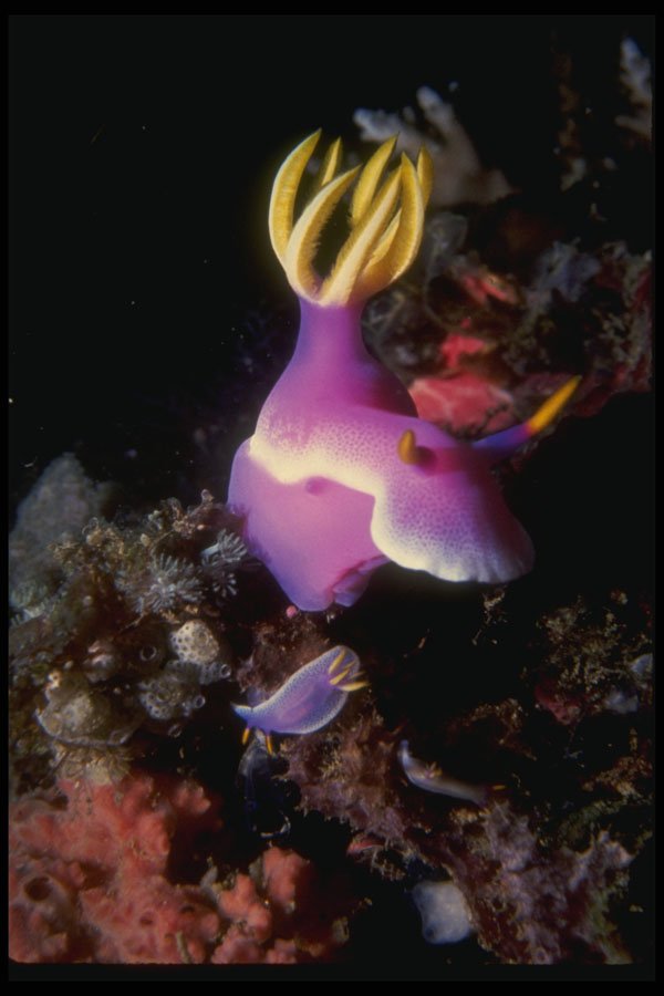 307051 Purple Nudibranch A4 Photo Print