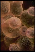 307052 Lavender Anemone Polyp A4 Photo Print
