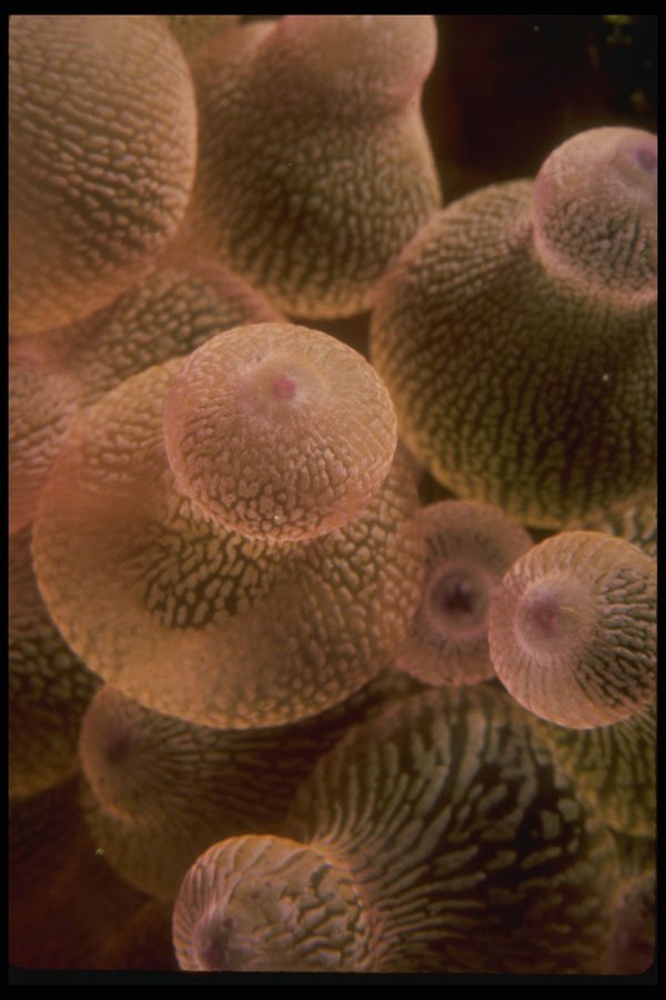 307052 Lavender Anemone Polyp A4 Photo Print