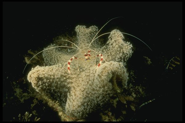 307053 Banded Shrimp On White Leather Coral A4 Photo Print
