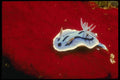 307054 Blue & White Nudibranch On Red Sponge A4 Photo Print