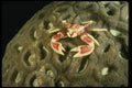 307055 Procelain Crab On Brain Coral A4 Photo Print