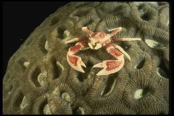 307055 Procelain Crab On Brain Coral A4 Photo Print