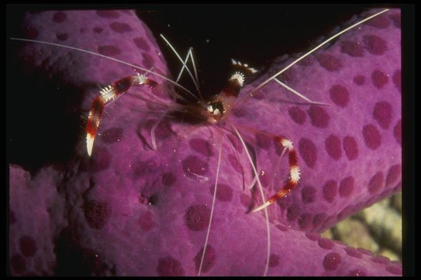307056 Banded Shrimp On Purple Starfish A4 Photo Print
