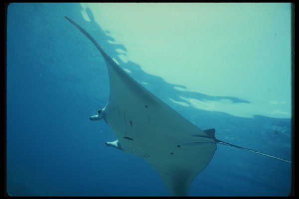 307057 Manta Ray A4 Photo Print