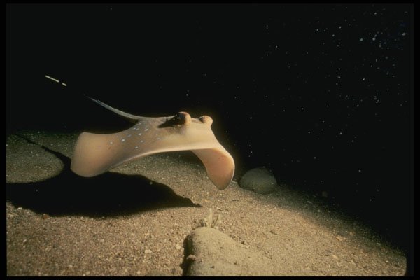 307058 Blue spotted Stingray A4 Photo Print