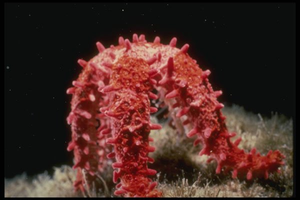 307059 Red Starfish Feeding A4 Photo Print