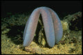 307060 Blue Starfish Feeding A4 Photo Print