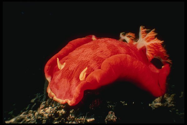 307061 Hexabrancha Nudibranch A4 Photo Print