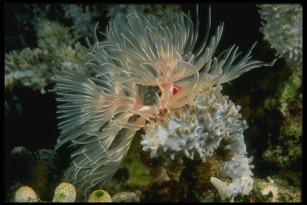 307062 White Feather Duster Worm A4 Photo Print