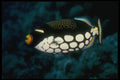 307063 Clown Trigger Fish A4 Photo Print