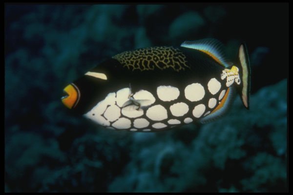 307063 Clown Trigger Fish A4 Photo Print