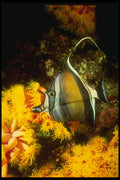 307064 Moorish Idol On Cup Coral A4 Photo Print