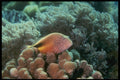 307065 Freckel faced Hawkfish On Branching Coral A4 Photo Print