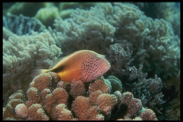 307065 Freckel faced Hawkfish On Branching Coral A4 Photo Print