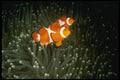 307066 A Pair Of Clown Anemone Fish A4 Photo Print