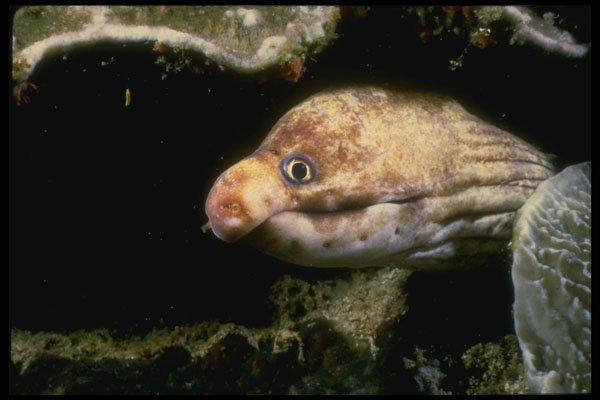 307067 Long snout Snake Eel A4 Photo Print