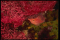 307068 Hawkfish On Red Gorgonian And Green Coral A4 Photo Print
