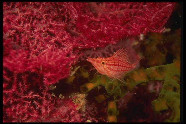 307068 Hawkfish On Red Gorgonian And Green Coral A4 Photo Print