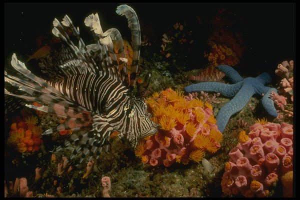 307070 Lionfish On Cup Coral A4 Photo Print