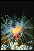 307071 Anemone With Orange Center A4 Photo Print