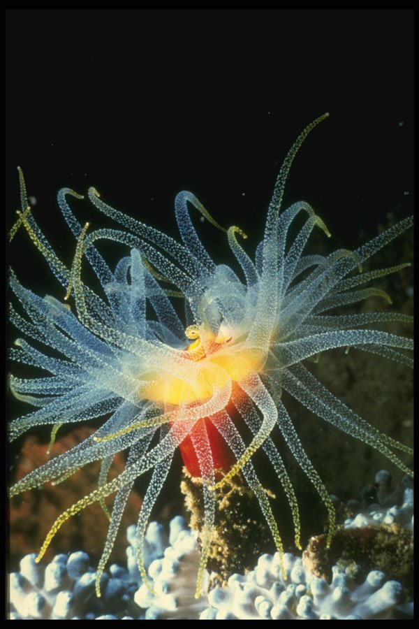 307071 Anemone With Orange Center A4 Photo Print