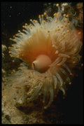 307072 Anemone Mouth A4 Photo Print