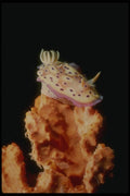307073 Lavender Nudibranch A4 Photo Print