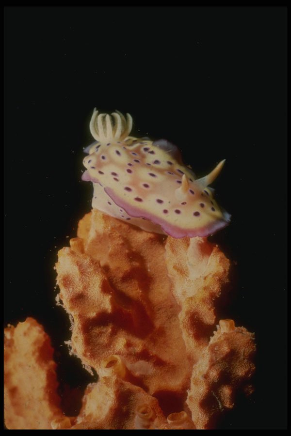 307073 Lavender Nudibranch A4 Photo Print