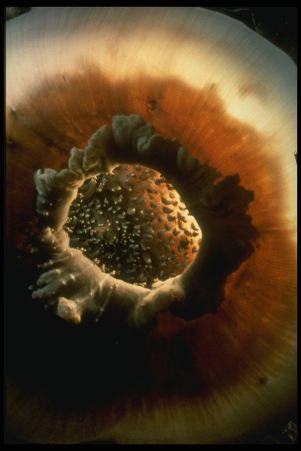 307074 Bubble Coral Polyps A4 Photo Print