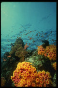 307075 Yellow Cup Coral On Reef A4 Photo Print