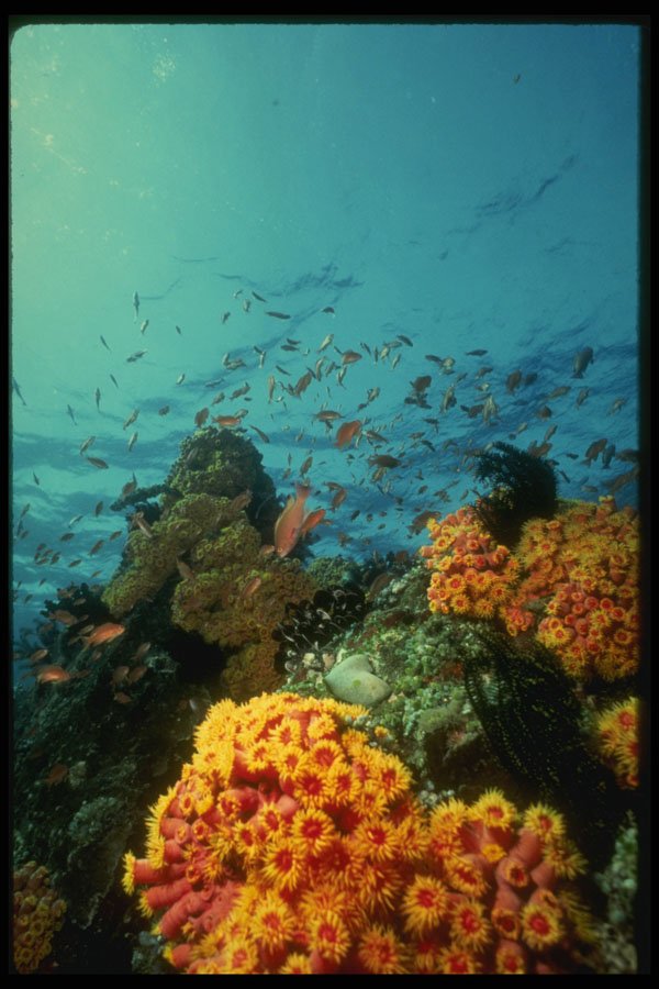 307075 Yellow Cup Coral On Reef A4 Photo Print