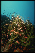 307076 Seascape, School Of Anthias On Green Coral A4 Photo Print