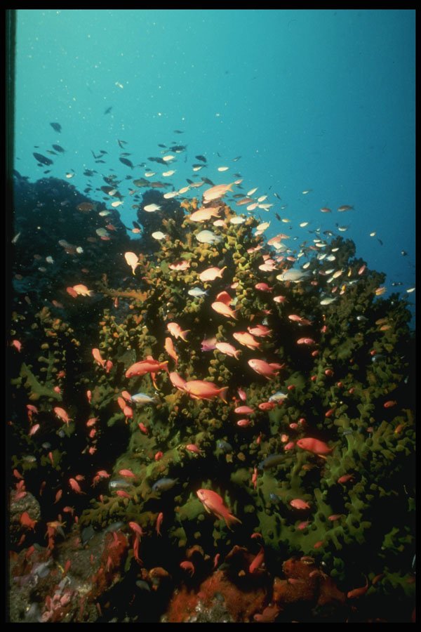307076 Seascape, School Of Anthias On Green Coral A4 Photo Print