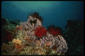 307077 Seascape, Red Crynoid On Purple Coral A4 Photo Print