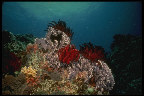 307077 Seascape, Red Crynoid On Purple Coral A4 Photo Print