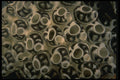 307078 Colony Of Tunicates A4 Photo Print
