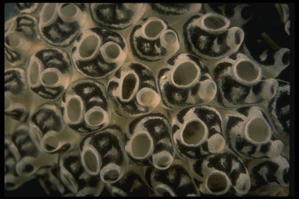 307078 Colony Of Tunicates A4 Photo Print