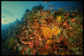 307079 School Of Anthias On Cup Coral A4 Photo Print