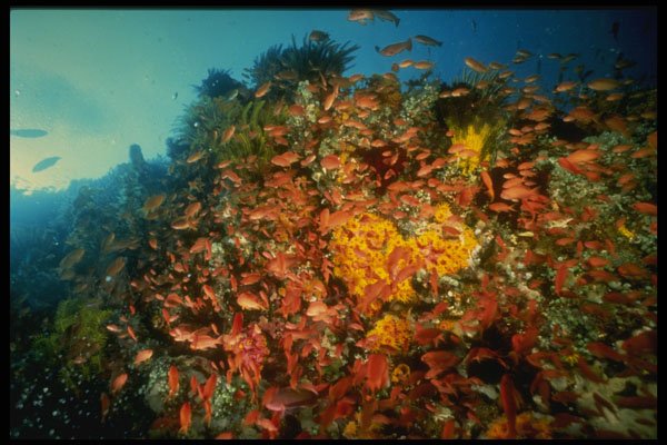 307079 School Of Anthias On Cup Coral A4 Photo Print