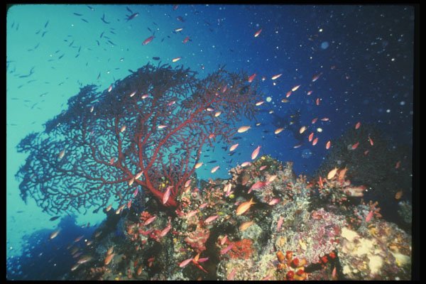 307080 Large Gorgonian Sea Fan On Coral Reef A4 Photo Print