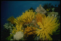 307081 Seascape, Yellow Crynoid On Reef A4 Photo Print