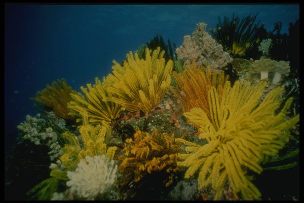 307081 Seascape, Yellow Crynoid On Reef A4 Photo Print