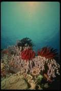 307083 Seascape, Crynoid On Purple Coral A4 Photo Print