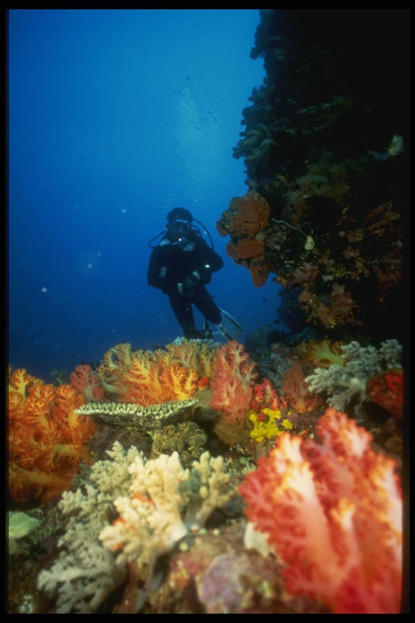 307084 Seascape, Diver Approaching Red Soft Coral A4 Photo Print