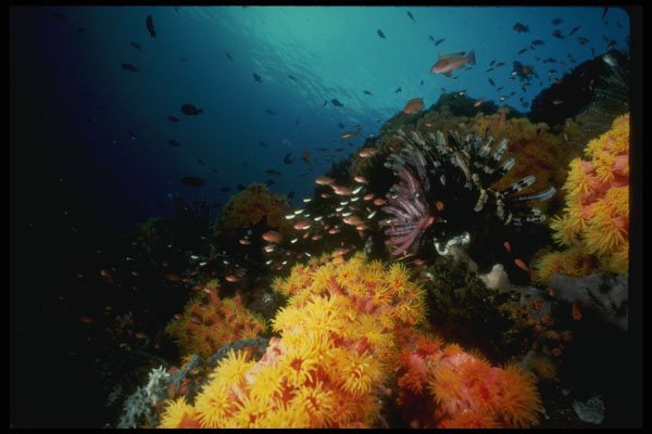 307085 Seascape, Yellow Cup Coral With Purple Crynoid A4 Photo Print