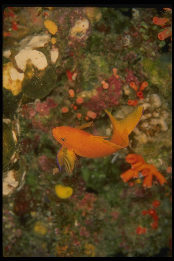 307086 Orange Anthias A4 Photo Print