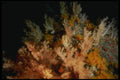 307087 Seascape, Soft Coral A4 Photo Print