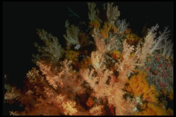 307087 Seascape, Soft Coral A4 Photo Print
