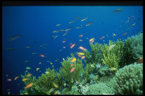 307088 Seascape, Anthias On Green Algae A4 Photo Print